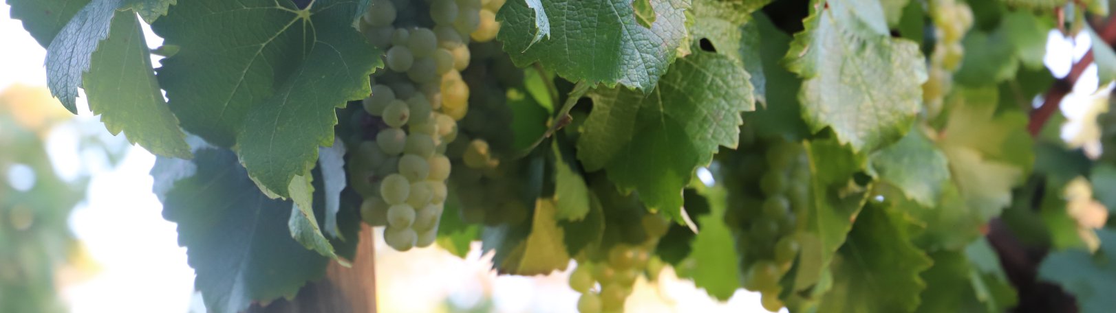 White Wines